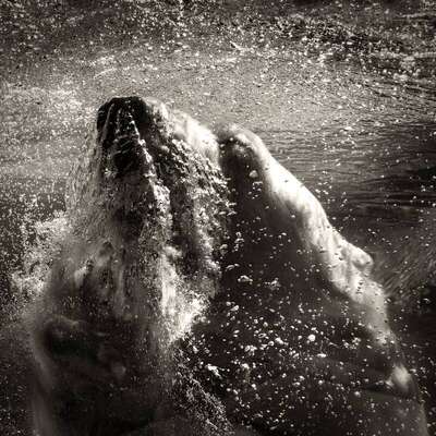 Underwater Polar Bear, 