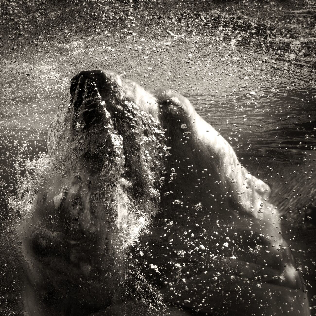 Purchase a 9.1 x 9.1 in, Underwater Polar Bear. Ref-1226-3 - Denis Olivier Art Photography