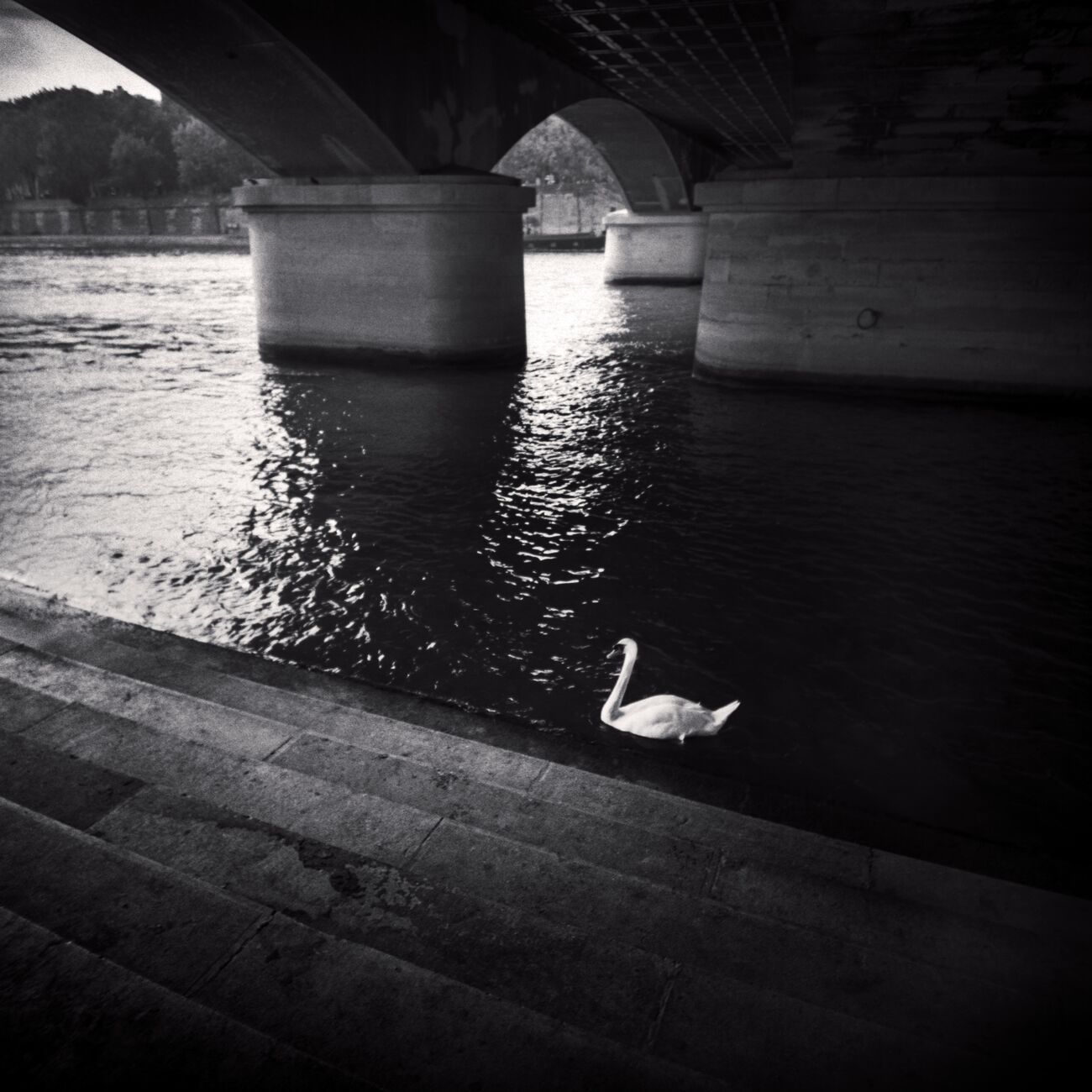 White Swan, Iéna Bridge, Paris, France. August 2021. Ref-11486 - Denis Olivier Photography