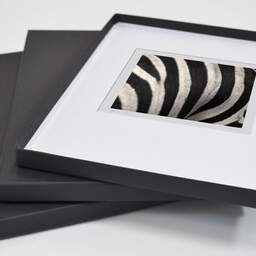 Art and collection photography Denis Olivier, Any Colour You Like II, Palmyre Zoo, France. July 2005. Ref-718 - Denis Olivier Photography, original fine-art photograph in limited edition and signed in a folding and archival conservation box