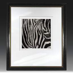 Art and collection photography Denis Olivier, Any Colour You Like, Palmyre Zoo, France. July 2005. Ref-697 - Denis Olivier Photography, original fine-art photograph in limited edition and signed in black and gold wood frame