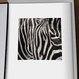 Art and collection photography Denis Olivier, Any Colour You Like, Palmyre Zoo, France. July 2005. Ref-697 - Denis Olivier Art Photography, original photographic print in limited edition and signed, framed under cardboard mat
