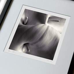 Art and collection photography Denis Olivier, Arums, Bordeaux, France. May 2005. Ref-631 - Denis Olivier Photography, large original 9 x 9 inches fine-art photograph print in limited edition, framed and signed