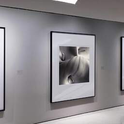 Art and collection photography Denis Olivier, Arums, Bordeaux, France. May 2005. Ref-631 - Denis Olivier Art Photography, Exhibition of a large original photographic art print in limited edition and signed