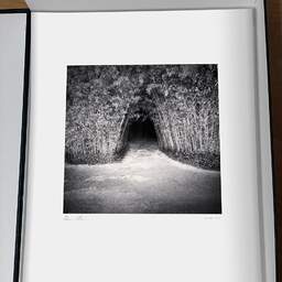 Art and collection photography Denis Olivier, Bamboo Tunnel, Royan, France. November 2021. Ref-11519 - Denis Olivier Art Photography, original photographic print in limited edition and signed, framed under cardboard mat