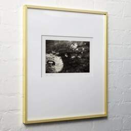 Art and collection photography Denis Olivier, Blowed Dandelion, René Canivenc Park, Gradignan. May 2019. Ref-1398 - Denis Olivier Photography, light wood frame on white wall