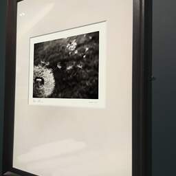 Art and collection photography Denis Olivier, Blowed Dandelion, René Canivenc Park, Gradignan. May 2019. Ref-1398 - Denis Olivier Photography, brown wood old frame on dark gray background