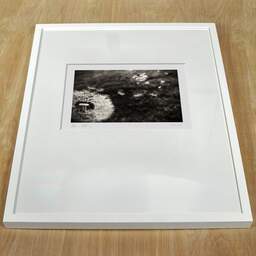 Art and collection photography Denis Olivier, Blowed Dandelion, René Canivenc Park, Gradignan. May 2019. Ref-1398 - Denis Olivier Photography, white frame on a wooden table