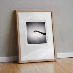Art and collection photography Denis Olivier, Brachiosaurus, Royan, France. November 2021. Ref-11517 - Denis Olivier Photography, original fine-art photograph in limited edition and signed in light wood frame