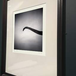 Art and collection photography Denis Olivier, Brachiosaurus, Royan, France. November 2021. Ref-11517 - Denis Olivier Photography, brown wood old frame on dark gray background