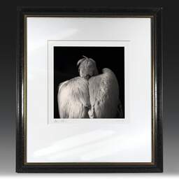 Art and collection photography Denis Olivier, Dalmatian Pelican, Pessac Zoo, France. October 2005. Ref-791 - Denis Olivier Art Photography, original fine-art photograph in limited edition and signed in black and gold wood frame