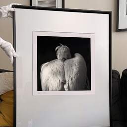 Art and collection photography Denis Olivier, Dalmatian Pelican, Pessac Zoo, France. October 2005. Ref-791 - Denis Olivier Art Photography, large original 9 x 9 inches fine-art photograph print in limited edition and signed hold by a galerist woman