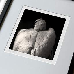 Art and collection photography Denis Olivier, Dalmatian Pelican, Pessac Zoo, France. October 2005. Ref-791 - Denis Olivier Photography, large original 9 x 9 inches fine-art photograph print in limited edition, framed and signed