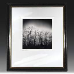 Art and collection photography Denis Olivier, Dark Trees, Parc Bordelais, Bordeaux, France. December 2020. Ref-1400 - Denis Olivier Photography, original fine-art photograph in limited edition and signed in black and gold wood frame