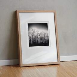 Art and collection photography Denis Olivier, Dark Trees, Parc Bordelais, Bordeaux, France. December 2020. Ref-1400 - Denis Olivier Photography, original fine-art photograph in limited edition and signed in light wood frame