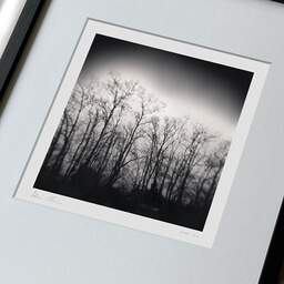 Art and collection photography Denis Olivier, Dark Trees, Parc Bordelais, Bordeaux, France. December 2020. Ref-1400 - Denis Olivier Photography, large original 9 x 9 inches fine-art photograph print in limited edition, framed and signed