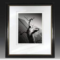 Art and collection photography Denis Olivier, Dead Tree, The City, London, England. August 2022. Ref-11633 - Denis Olivier Art Photography, original fine-art photograph in limited edition and signed in black and gold wood frame