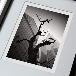 Art and collection photography Denis Olivier, Dead Tree, The City, London, England. August 2022. Ref-11633 - Denis Olivier Photography, large original 9 x 9 inches fine-art photograph print in limited edition, framed and signed