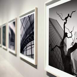 Art and collection photography Denis Olivier, Dead Tree, The City, London, England. August 2022. Ref-11633 - Denis Olivier Art Photography, Large original photographic art print in limited edition and signed during an exhibition
