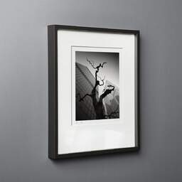 Art and collection photography Denis Olivier, Dead Tree, The City, London, England. August 2022. Ref-11633 - Denis Olivier Photography, black wood frame on gray background