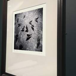Art and collection photography Denis Olivier, Eating Birds, Parc Bordelais, Bordeaux, France. July 2021. Ref-11472 - Denis Olivier Photography, brown wood old frame on dark gray background