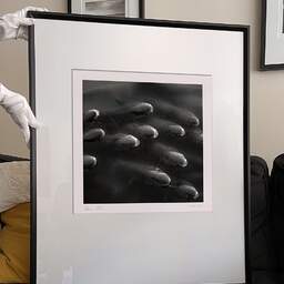 Art and collection photography Denis Olivier, Fishes Shoal, Garonne River, Bordeaux, France. May 2005. Ref-596 - Denis Olivier Art Photography, large original 9 x 9 inches fine-art photograph print in limited edition and signed hold by a galerist woman