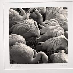 Art and collection photography Denis Olivier, Flamingos, La Palmyre Zoo, France. July 2005. Ref-796 - Denis Olivier Photography, original photographic print in limited edition and signed, framed under cardboard mat