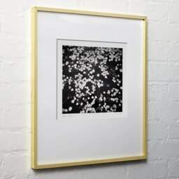 Art and collection photography Denis Olivier, Floating Leaves, Botanical Garden, Bordeaux, France. October 2020. Ref-1423 - Denis Olivier Art Photography, light wood frame on white wall