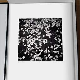 Art and collection photography Denis Olivier, Floating Leaves, Botanical Garden, Bordeaux, France. October 2020. Ref-1423 - Denis Olivier Art Photography, original photographic print in limited edition and signed, framed under cardboard mat
