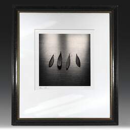 Art and collection photography Denis Olivier, Four Olive Tree Leaves, Bordeaux, France. April 2005. Ref-632 - Denis Olivier Photography, original fine-art photograph in limited edition and signed in black and gold wood frame