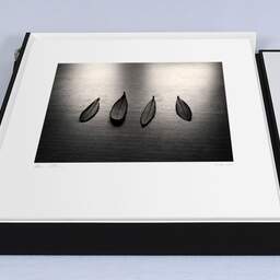 Art and collection photography Denis Olivier, Four Olive Tree Leaves, Bordeaux, France. April 2005. Ref-632 - Denis Olivier Photography, large original 15.7 x 15.7 inches fine-art photograph print in limited edition, Leica M7 film 24x36 camera