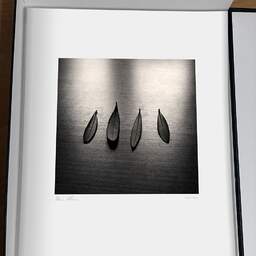 Art and collection photography Denis Olivier, Four Olive Tree Leaves, Bordeaux, France. April 2005. Ref-632 - Denis Olivier Photography, original photographic print in limited edition and signed, framed under cardboard mat
