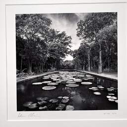 Art and collection photography Denis Olivier, Giant Water Lilies, Pamplemousses Botanical Garden, Mauritius. March 2014. Ref-11439 - Denis Olivier Photography, original photographic print in limited edition and signed, framed under cardboard mat