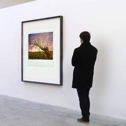Art and collection photography Denis Olivier, Hippie Tree, Périgord Noir, France. April 2015. Ref-1304 - Denis Olivier Art Photography, A visitor contemplate a large original photographic art print in limited edition and signed in a black frame