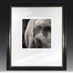 Art and collection photography Denis Olivier, I Keep Hoping, La Palmyre Zoo, France. July 2005. Ref-691 - Denis Olivier Photography, original fine-art photograph in limited edition and signed in black and gold wood frame
