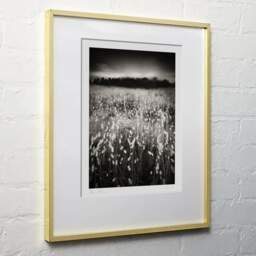 Art and collection photography Denis Olivier, Lagurus Ovatus Field, Baie De Bonne Anse, France. June 2020. Ref-1346 - Denis Olivier Art Photography, light wood frame on white wall