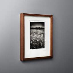 Art and collection photography Denis Olivier, Lagurus Ovatus Field, Baie De Bonne Anse, France. June 2020. Ref-1346 - Denis Olivier Photography, original fine-art photograph in limited edition and signed in dark wood frame