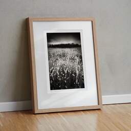Art and collection photography Denis Olivier, Lagurus Ovatus Field, Baie De Bonne Anse, France. June 2020. Ref-1346 - Denis Olivier Art Photography, original fine-art photograph in limited edition and signed in light wood frame