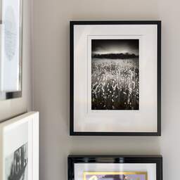 Art and collection photography Denis Olivier, Lagurus Ovatus Field, Baie De Bonne Anse, France. June 2020. Ref-1346 - Denis Olivier Art Photography, original fine-art photograph signed in limited edition in a black wooden frame with other images hung on the wall