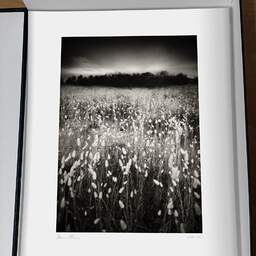 Art and collection photography Denis Olivier, Lagurus Ovatus Field, Baie De Bonne Anse, France. June 2020. Ref-1346 - Denis Olivier Photography, original photographic print in limited edition and signed, framed under cardboard mat