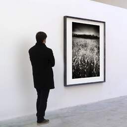 Art and collection photography Denis Olivier, Lagurus Ovatus Field, Baie De Bonne Anse, France. June 2020. Ref-1346 - Denis Olivier Art Photography, A visitor contemplate a large original photographic art print in limited edition and signed in a black frame