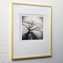 Art and collection photography Denis Olivier, Last Leaves, Parc Bordelais, Bordeaux, France. December 2020. Ref-1403 - Denis Olivier Photography, light wood frame on white wall