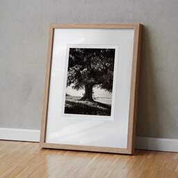 Art and collection photography Denis Olivier, Lime Tree, La Noraie, Luçay-le-Mâle, France. August 2021. Ref-11606 - Denis Olivier Art Photography, original fine-art photograph in limited edition and signed in light wood frame