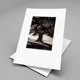 Art and collection photography Denis Olivier, Lime Tree, La Noraie, Luçay-le-Mâle, France. August 2021. Ref-11606 - Denis Olivier Art Photography, original fine-art photograph print in limited edition and signed