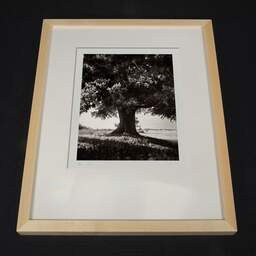 Art and collection photography Denis Olivier, Lime Tree, La Noraie, Luçay-le-Mâle, France. August 2021. Ref-11606 - Denis Olivier Photography, light wood frame on dark background