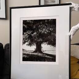 Art and collection photography Denis Olivier, Lime Tree, La Noraie, Luçay-le-Mâle, France. August 2021. Ref-11606 - Denis Olivier Photography, large original 9 x 9 inches fine-art photograph print in limited edition and signed hold by a galerist woman