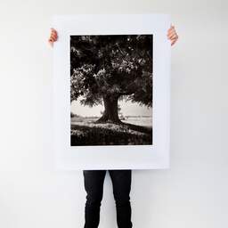 Art and collection photography Denis Olivier, Lime Tree, La Noraie, Luçay-le-Mâle, France. August 2021. Ref-11606 - Denis Olivier Art Photography, Large original photographic art print in limited edition and signed tenu par un homme