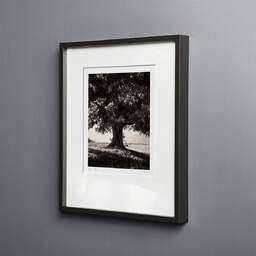 Art and collection photography Denis Olivier, Lime Tree, La Noraie, Luçay-le-Mâle, France. August 2021. Ref-11606 - Denis Olivier Photography, black wood frame on gray background