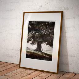 Art and collection photography Denis Olivier, Lime Tree, La Noraie, Luçay-le-Mâle, France. August 2021. Ref-11606 - Denis Olivier Art Photography, Large original photographic art print in limited edition and signed framed in an brown wood frame