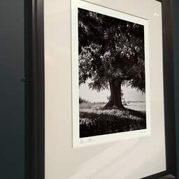 Art and collection photography Denis Olivier, Lime Tree, La Noraie, Luçay-le-Mâle, France. August 2021. Ref-11606 - Denis Olivier Photography, brown wood old frame on dark gray background